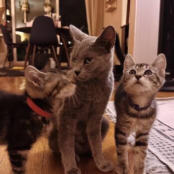 Domestic Short Hair Cats Available for Adoption in Los Angeles, California - Zuko | PetCurious