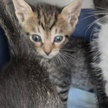 Bertha -  Domestic Short Hair Cat for Adoption in Englewood, Florida - Bertha | PetCurious