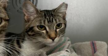 Domestic Short Hair Cats Available for Adoption in Dayton, Minnesota - Moto | PetCurious