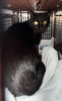 CAPTAIN BLACK -  Domestic Short Hair Cat for Adoption in San Antonio, Texas - CAPTAIN BLACK | PetCurious