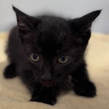 Jackdaw -  Domestic Short Hair Cat for Adoption in New York, New York - Jackdaw | PetCurious