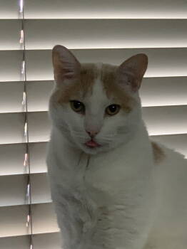 Rescue Domestic Short Hair Cats for Adoption in San Jose, California - Haelee | PetCurious