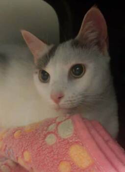 Rescue Domestic Short Hair Cats for Adoption in Gastonia, North Carolina - Jack | PetCurious