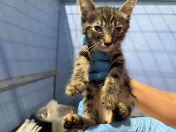 CRIS -  Domestic Short Hair Cat for Adoption in San Bernardino, California - CRIS | PetCurious