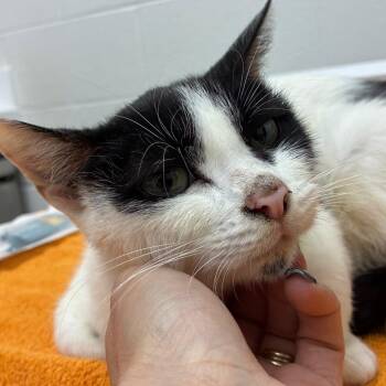 Crysta -  Domestic Short Hair Cat for Adoption in Corpus Christi, Texas - Crysta | PetCurious