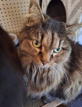 Crybaby and Veesil -  Domestic Short Hair Cat for Adoption in Maryville, Tennessee - Crybaby And Veesil | PetCurious