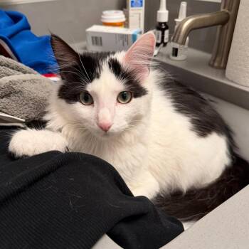 Pepe -  Domestic Medium Hair Cat for Adoption in Chicago, Illinois - Pepe | PetCurious