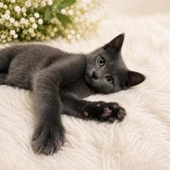 Cat Stevens -  Domestic Medium Hair Cat for Adoption in Tylertown, Mississippi - Cat Stevens | PetCurious