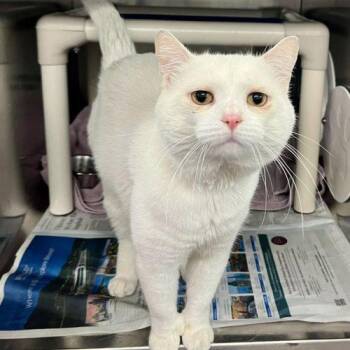 BOONE -  Domestic Short Hair Cat for Adoption in Toronto, Ontario - BOONE | PetCurious