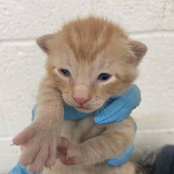 kitty 2 -  Domestic Short Hair Cat for Adoption in Edinburg, Texas - Kitty 2 | PetCurious