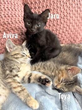 Aviva, Tova, and Jaro -  Domestic Short Hair Cat for Adoption in Melrose, Massachusetts - Aviva, Tova, And Jaro | PetCurious