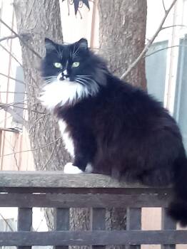 Rescue Maine Coon and Tuxedo Cats for Adoption in Andover, Kansas - MARLEE | PetCurious