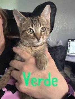 Verde -  Domestic Short Hair and Tabby Cat for Adoption in Ruskin, Florida - Verde | PetCurious