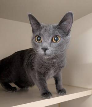 Domestic Short Hair Cats Available for Adoption - Luna | PetCurious