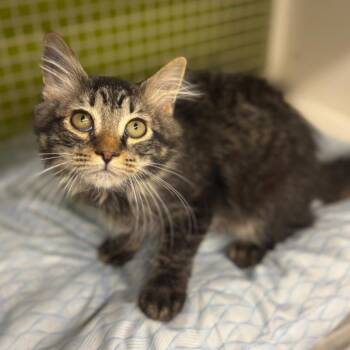 Domestic Long Hair Cats Available for Adoption in Woodbury, New Jersey - Capybara | PetCurious