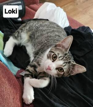 Rescue Domestic Short Hair Cats for Adoption in Leonardtown, Maryland - Loki And Mouse | PetCurious