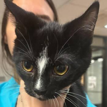 Purrlock Holmes -  Domestic Short Hair Cat for Adoption in Gadsden, Alabama - Purrlock Holmes | PetCurious