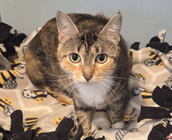 Rescue Domestic Short Hair and Tabby Cats for Adoption in Columbus, Minnesota - Morsa | PetCurious