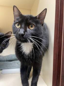 Rescue Domestic Short Hair Cats for Adoption in Germantown, Tennessee - Dwight | PetCurious