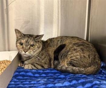 CECE -  Domestic Short Hair Cat for Adoption in Indianapolis, Indiana - CECE | PetCurious