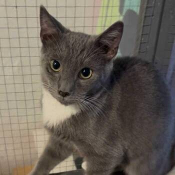 Rescue Domestic Short Hair and Tuxedo Cats for Adoption in Antioch, California - Cole | PetCurious