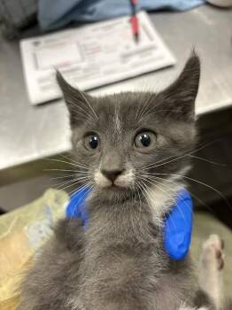 LOOPER -  Domestic Short Hair Cat for Adoption in Las Vegas, Nevada - LOOPER | PetCurious