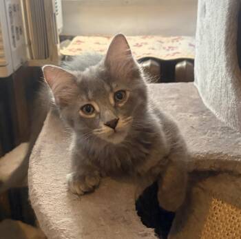 Rose -  Domestic Medium Hair Cat for Adoption in Pittsburgh, Pennsylvania - Rose | PetCurious