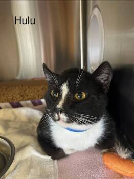 Domestic Short Hair Cats Available for Adoption - Hulu | PetCurious