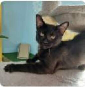 Domestic Short Hair Cats Available for Adoption in Albuquerque, New Mexico - BOSTON | PetCurious
