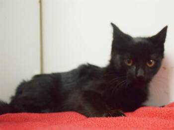 LEVI -  Domestic Short Hair Cat for Adoption in Sacramento, California - LEVI | PetCurious