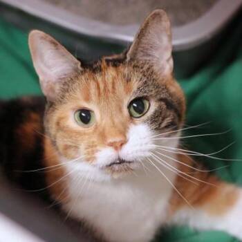 Domestic Short Hair Cats Available for Adoption in Hilliard, Ohio - Tiny | PetCurious