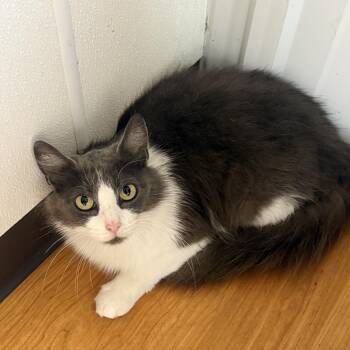 Bluebelle -  Domestic Medium Hair Cat for Adoption in Mauston, Wisconsin - Bluebelle | PetCurious