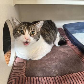 Valentine -  Domestic Short Hair and Mixed Breed Cat for Adoption in Louisville, Kentucky - Valentine | PetCurious