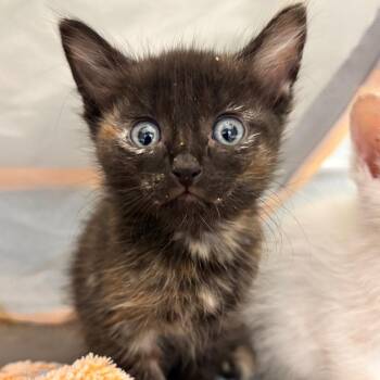 Rapunzel -  Domestic Short Hair Cat for Adoption in Denver, Colorado - Rapunzel | PetCurious