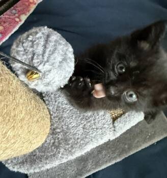 Domestic Short Hair Cats Available for Adoption - Moon | PetCurious