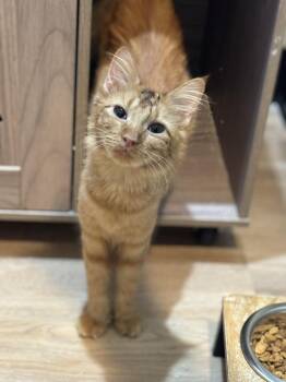 Fran -  Domestic Medium Hair and Tabby Cat for Adoption in Dallas, Texas - Fran | PetCurious