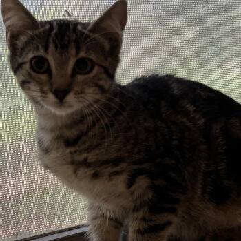 Anisa -  Domestic Short Hair Cat for Adoption in Leander, Texas - Anisa | PetCurious