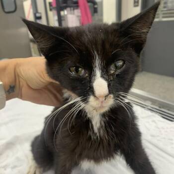 Mildred -  Domestic Short Hair Cat for Adoption in Morganton, North Carolina - Mildred | PetCurious