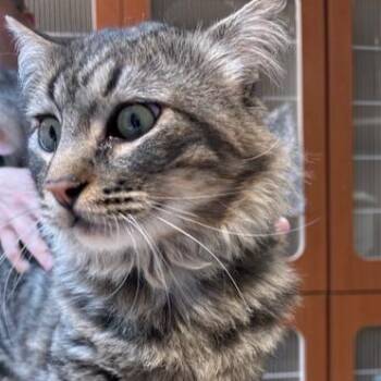 Domestic Long Hair Cats Available for Adoption in Murray, Utah - Lalo | PetCurious