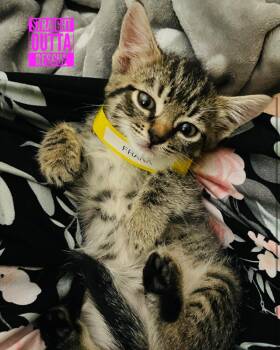 Rescue Domestic Short Hair Cats for Adoption in Vancouver, British Columbia - Frank | PetCurious