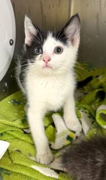 Angus MacGuyver -  Domestic Short Hair Cat for Adoption in Cincinnati, Ohio - Angus MacGuyver | PetCurious