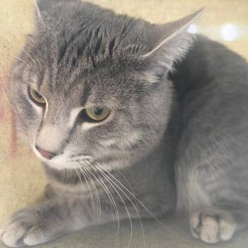Domestic Short Hair Cats Available for Adoption - Dunham | PetCurious