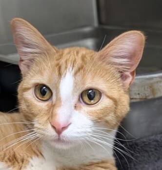 Domestic Short Hair Cats Available for Adoption - Sweetpea | PetCurious