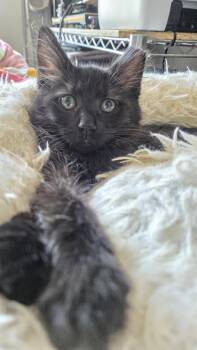 Sisi -  Domestic Medium Hair Cat for Adoption in Union City, California - Sisi | PetCurious
