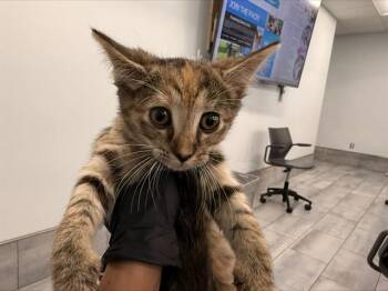 Domestic Short Hair Cats Available for Adoption in Charlotte, North Carolina - SAGE | PetCurious