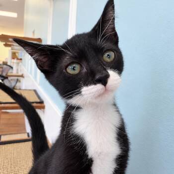 Dale -  Domestic Short Hair Cat for Adoption in Riverwoods, Illinois - Dale | PetCurious