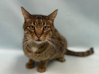 Rupert -  Domestic Short Hair Cat for Adoption in Minneapolis, Minnesota - Rupert | PetCurious