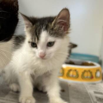 Whiskers -  Domestic Short Hair Cat for Adoption in Newport, North Carolina - Whiskers | PetCurious