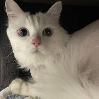 Pita -  Domestic Medium Hair Cat for Adoption in Hawthorne, California - Pita | PetCurious