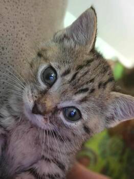 Rescue Domestic Short Hair Cats for Adoption in Marion, North Carolina - Maverick | PetCurious